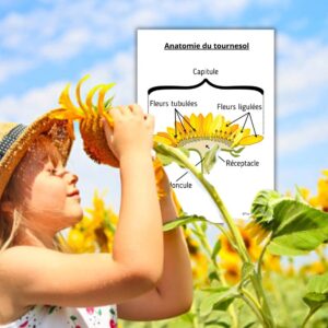 Dossier Tournesol : +60 pages d’activités pédagogiques (GS, CP, CE1) à imprimer