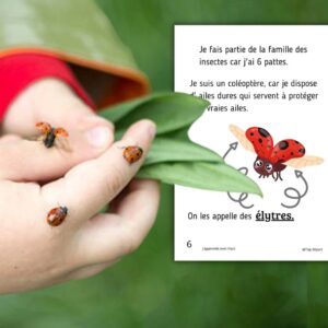 Dossier Coccinelle : +60 pages d’activités pédagogiques (GS, CP, CE1) à imprimer