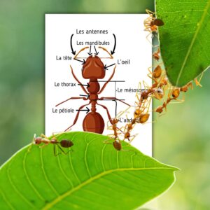 Dossier Fourmi : 70 pages d’activités pédagogiques (GS, CP, CE1) à imprimer