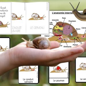 Cycle de vie de l&rsquo;Escargot : Pack Pédagogique (GS-CP-CE1) | 160 Pages PDF