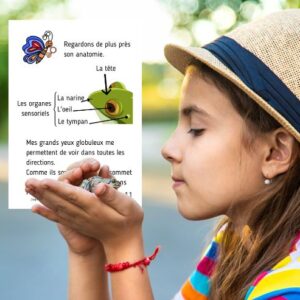 Dossier Grenouille : +50 pages d’activités pédagogiques (GS, CP, CE1) à imprimer