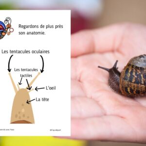 Dossier l’Escargot : +50 pages d’activités pédagogiques (GS, CP, CE1) à imprimer