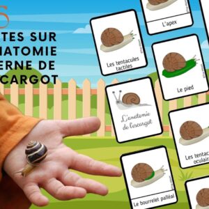 Dossier l’Escargot : +50 pages d’activités pédagogiques (GS, CP, CE1) à imprimer