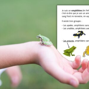 Dossier Grenouille : +50 pages d’activités pédagogiques (GS, CP, CE1) à imprimer