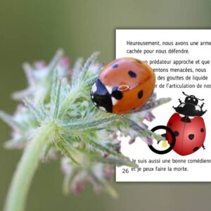 Dossier Coccinelle : +60 pages d’activités pédagogiques (GS, CP, CE1) à imprimer