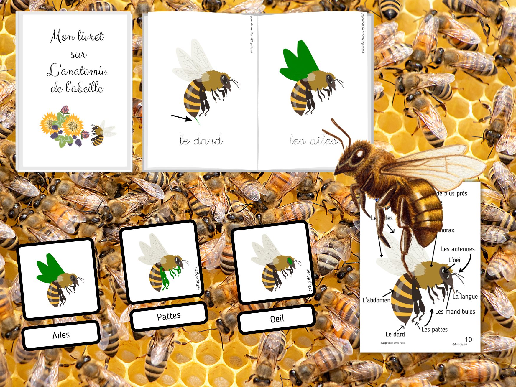 Supports visuels sur le cycle de vie de l'abeille : roue tournante, schéma circulaire avec flèches et exercice de séquençage avec vignettes numérotées de 1 à 6.