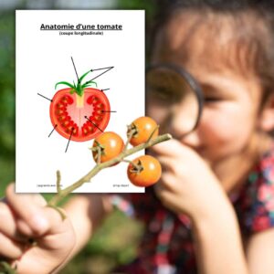 Dossier Tomate : +50 pages d’activités pédagogiques (GS, CP, CE1) à imprimer