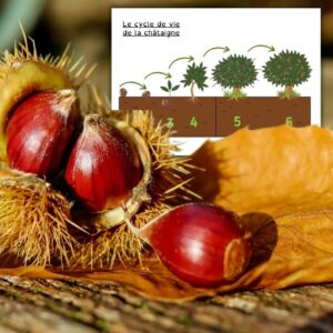 Dossier Châtaigne : +70 pages d’activités pédagogiques (GS, CP, CE1) à imprimer