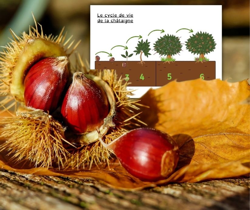 Montage montrant des châtaignes dans leur bogue piquante et un schéma illustré des étapes de croissance du châtaignier.