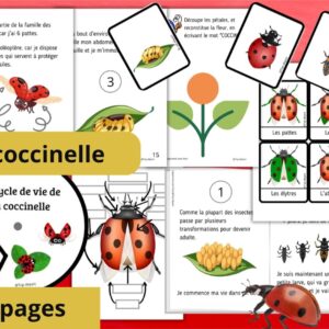 Dossier Coccinelle : +60 pages d’activités pédagogiques (GS, CP, CE1) à imprimer
