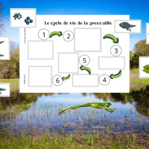 Dossier Grenouille : +50 pages d’activités pédagogiques (GS, CP, CE1) à imprimer