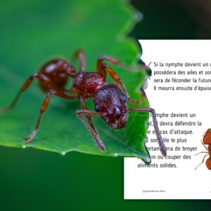 Dossier Fourmi : 70 pages d’activités pédagogiques (GS, CP, CE1) à imprimer
