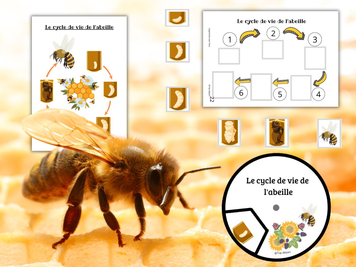 Schéma et roues éducatives à découper représentant les étapes du cycle de vie de l'abeille (œuf, larve, nymphe, adulte).