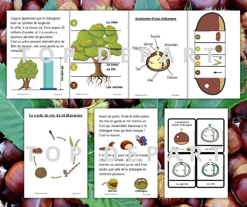 Planche de présentation de plusieurs fiches d'exercices sur l'anatomie de la châtaigne, le cycle de vie de l'arbre et la différence avec le marron.