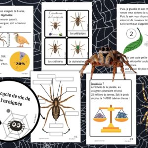 Dossier Araignée : +50 pages d’activités pédagogiques (GS, CP, CE1) à imprimer