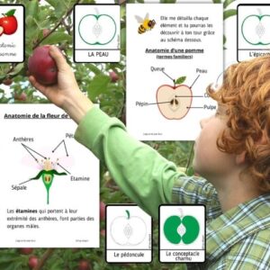 Cycle de vie de la Pomme : Pack Pédagogique (GS-CP-CE1) | 150 Pages PDF