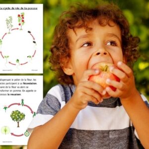 Cycle de vie de la Pomme : Pack Pédagogique (GS-CP-CE1) | 150 Pages PDF