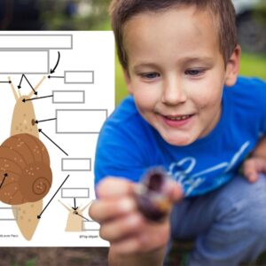 Dossier l’Escargot : +50 pages d’activités pédagogiques (GS, CP, CE1) à imprimer