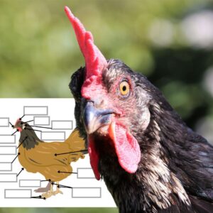 Dossier Poule : +50 pages d’activités pédagogiques (GS, CP, CE1) à imprimer