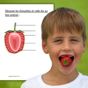 Dossier Fraise : +40 pages d’activités pédagogiques (GS, CP, CE1) à imprimer