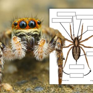 Dossier Araignée : +50 pages d’activités pédagogiques (GS, CP, CE1) à imprimer