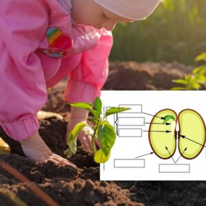 Cycle de vie du Haricot : Pack Pédagogique (GS-CP-CE1) | +100 Pages PDF