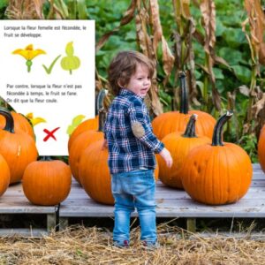 Dossier Citrouille : 90 pages d’activités pédagogiques (GS, CP, CE1) à imprimer