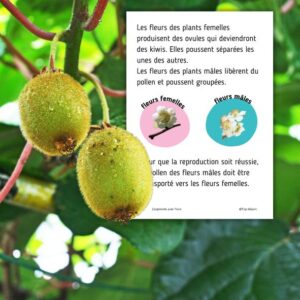 Dossier Kiwi : +70 pages d’activités pédagogiques (GS, CP, CE1) à imprimer