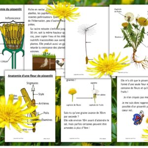 Dossier Pissenlit : 40 pages d’activités pédagogiques (GS, CP, CE1) à imprimer