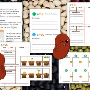 Cycle de vie du Haricot : Pack Pédagogique (GS-CP-CE1) | +100 Pages PDF