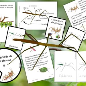 Dossier Phasme : +50 pages d’activités pédagogiques (GS, CP, CE1) à imprimer