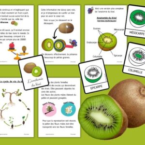Dossier Kiwi : +70 pages d’activités pédagogiques (GS, CP, CE1) à imprimer
