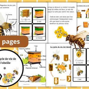 Cycle de vie de l’Abeille : Pack Pédagogique (GS-CP-CE1) | 113 Pages PDF