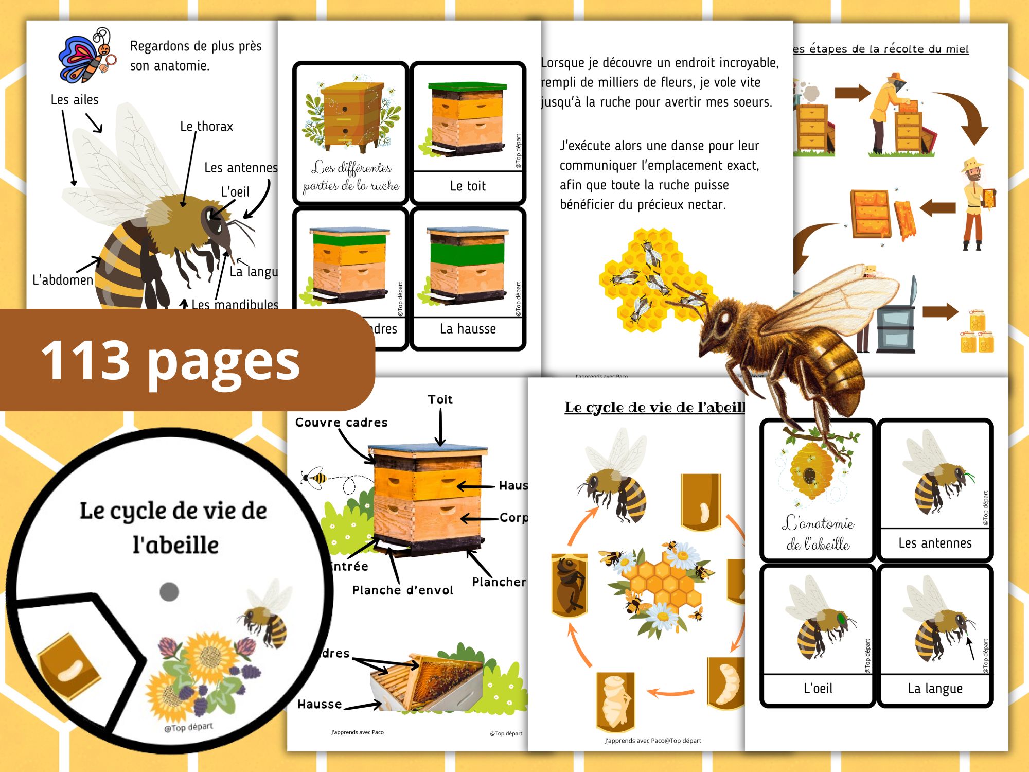 Collage montrant la diversité du pack abeille : schémas de la ruche, étapes de la récolte du miel par l'apiculteur, danse des abeilles et anatomie. Mention "113 pages".