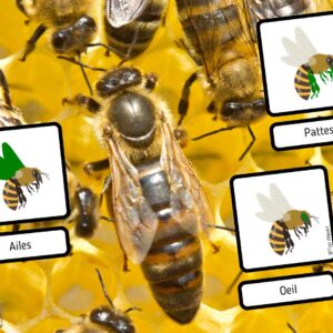 Dossier Abeille : +50 pages d’activités pédagogiques (GS, CP, CE1) à imprimer