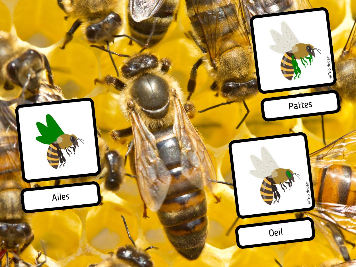 Cartes de nomenclature détaillées sur les parties du corps de l'abeille posées sur un fond de ruche avec de vraies abeilles.
