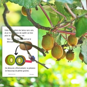 Dossier Kiwi : +70 pages d’activités pédagogiques (GS, CP, CE1) à imprimer