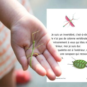 Dossier Phasme : +50 pages d’activités pédagogiques (GS, CP, CE1) à imprimer