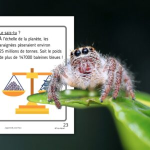 Dossier Araignée : +50 pages d’activités pédagogiques (GS, CP, CE1) à imprimer