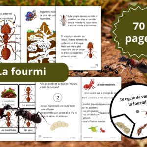 Dossier Fourmi : 70 pages d’activités pédagogiques (GS, CP, CE1) à imprimer