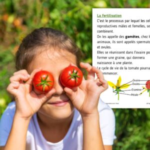 Dossier Tomate : +50 pages d’activités pédagogiques (GS, CP, CE1) à imprimer