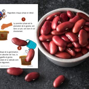 Dossier Haricot : +50 pages d’activités pédagogiques (GS, CP, CE1) à imprimer