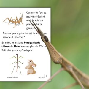 Dossier Phasme : +50 pages d’activités pédagogiques (GS, CP, CE1) à imprimer