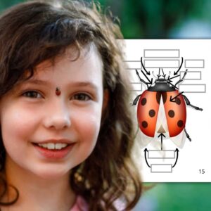 Dossier Coccinelle : +60 pages d’activités pédagogiques (GS, CP, CE1) à imprimer