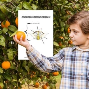 Dossier Orange : +80 pages d’activités pédagogiques (GS, CP, CE1) à imprimer