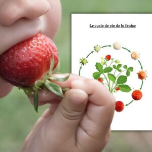 Dossier Fraise : +40 pages d’activités pédagogiques (GS, CP, CE1) à imprimer