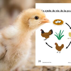Dossier Poule : +50 pages d’activités pédagogiques (GS, CP, CE1) à imprimer