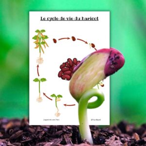 Dossier Haricot : +50 pages d’activités pédagogiques (GS, CP, CE1) à imprimer