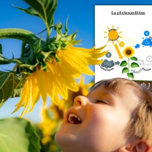 Dossier Tournesol : +60 pages d’activités pédagogiques (GS, CP, CE1) à imprimer