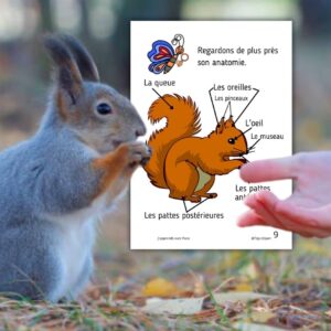 Dossier Écureuil : 50 pages d’activités pédagogiques (GS, CP, CE1) à imprimer